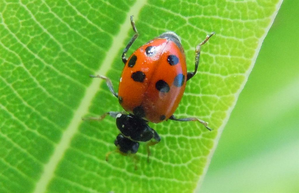 Hippodamia variegata - Coccinellidae